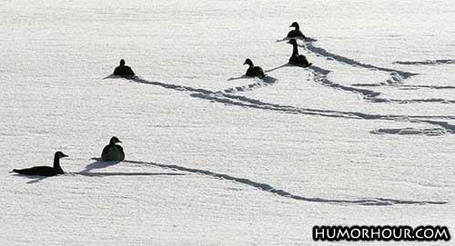 Birds In Snow