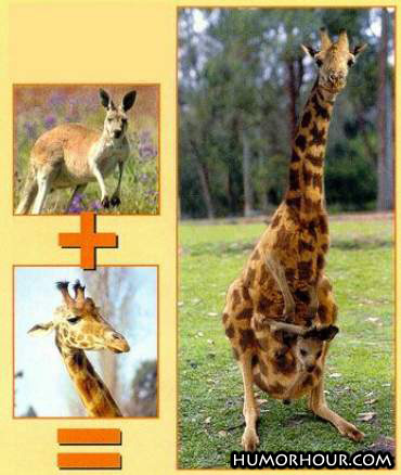 Giraffe Vs Kengaroo