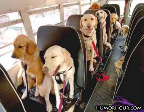 Dogs on their way to school