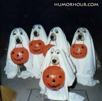 Dogs want candy to