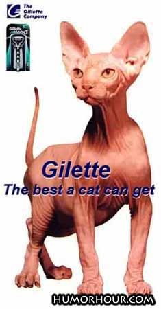 Gilette, the best a cat can get