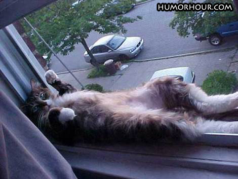 Cat relaxing in the window
