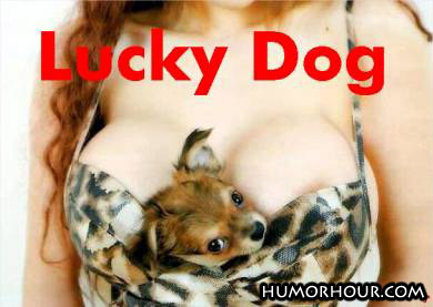 Lucky dog